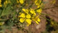 Mastered Mustard flowers close up photo Royalty Free Stock Photo