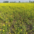 Mastered seeds field agriculture for oil production Royalty Free Stock Photo