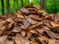 Mastering Efficient Manure Composting Techniques A Guide to Sustainable Garden Enrichment and Manure Compost Enrichment for