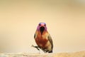 Masterpiece of Color - Waxbill, Violeteared