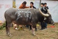 LEISHAN, GUIZHOU PROVINCE, CHINA Ã¢â¬â CIRCA DECEMBER 2017: Well known annual water buffalo fights in Leishan. Royalty Free Stock Photo