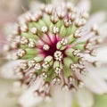 Masterwort or Astrantia flower in summer