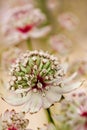 Masterwort or Astrantia flowers in summer