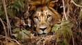 Mastery of Concealment: The Lion\'s Camouflage