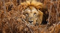 Mastery of Concealment: The Lion\'s Camouflage