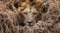 Mastery of Concealment: The Lion\'s Camouflage