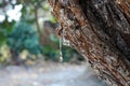 Mastic gum on a tree in Greece Royalty Free Stock Photo