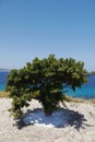 Mastic gum tree in Greece Royalty Free Stock Photo