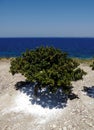 Mastic gum tree in Greece Royalty Free Stock Photo