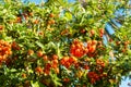 Ripe mastic berries on a shrub Royalty Free Stock Photo