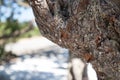 Mastic tree on Chios island Royalty Free Stock Photo