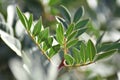 Mastic tree (Pistacia lentiscus) in the sun Royalty Free Stock Photo