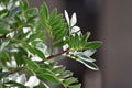 Mastic tree (Pistacia lentiscus) in the sun Royalty Free Stock Photo