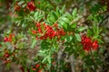 Mastic tree with red berries Royalty Free Stock Photo