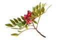 Mastic Tree with Red Berries