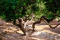 Mastic tree with mastic tears in Chios island, Greece Royalty Free Stock Photo