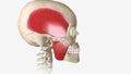 Mastication (chewing), in which food is crushed and mixed with saliva to form a bolus for swallowing