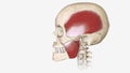 Mastication (chewing), in which food is crushed and mixed with saliva to form a bolus for swallowing