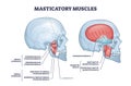 Masticatory muscles and cheek bones muscular system anatomy outline diagram