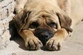 Mastiff 2