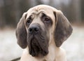 Mastiff Royalty Free Stock Photo