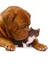 Mastiff from Bordeaux and a small kitten. Royalty Free Stock Photo