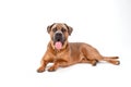 Mastiff cane corso, studio shot.