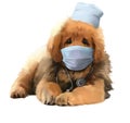 A Mastiff dog in a medical mask and cap