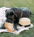Mastiff dog playing on the lawn with a cat Royalty Free Stock Photo