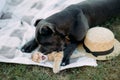 Mastiff dog playing on the lawn with a cat Royalty Free Stock Photo