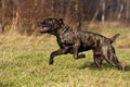 Mastiff dog runs in a field in autumn in the grass yawns Royalty Free Stock Photo