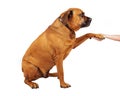 Mastiff Dog To Side Shaking Hands Royalty Free Stock Photo