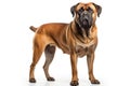 Mastiff Dog Upright On A White Background Royalty Free Stock Photo