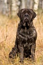 Mastiff in the field in autumn in the grass Royalty Free Stock Photo