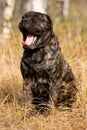 Mastiff in the field in autumn in the grass yawns Royalty Free Stock Photo