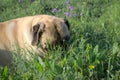 Mastiff in field Royalty Free Stock Photo