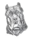 Mastiff portrait, pencil drawing