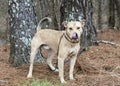 Mastiff Shepherd Bulldog mixed breed dog licking nose