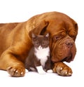 Mastiff and a small kitten. Royalty Free Stock Photo