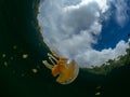 Mastigias papua or Golden medusa. Lenmakana Jellyfish Lake, Misool Royalty Free Stock Photo