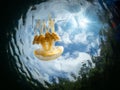 Mastigias papua or Golden medusa. Lenmakana Jellyfish Lake, Misool Royalty Free Stock Photo