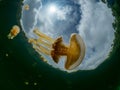 Mastigias papua or Golden medusa. Lenmakana Jellyfish Lake, Misool Royalty Free Stock Photo