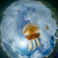 Mastigias papua or Golden medusa. Lenmakana Jellyfish Lake, Misool