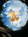 Mastigias papua or Golden medusa. Lenmakana Jellyfish Lake, Misool Royalty Free Stock Photo