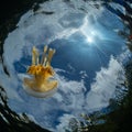 Mastigias papua or Golden medusa. Lenmakana Jellyfish Lake, Misool Royalty Free Stock Photo