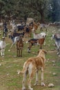 mastin shepherd dog guarding a herd of goats Royalty Free Stock Photo