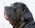 Mastino Napoletano portrait