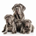 Mastino Neapolitano with puppies close up portrait isolated on white background. Brave pet, loyal friend, Royalty Free Stock Photo