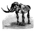 Mastodon giganteum, vintage illustration