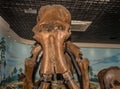 Mastodon skeleton on display Royalty Free Stock Photo